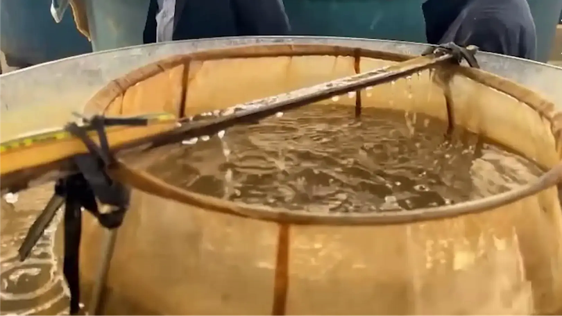 Phát triển nuôi thâm canh thủy sản và sản xuất giống | Phóng sự | 05/12/2025