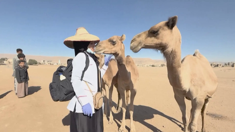Cô gái Yemen mang dịch vụ thú y đến các làng quê