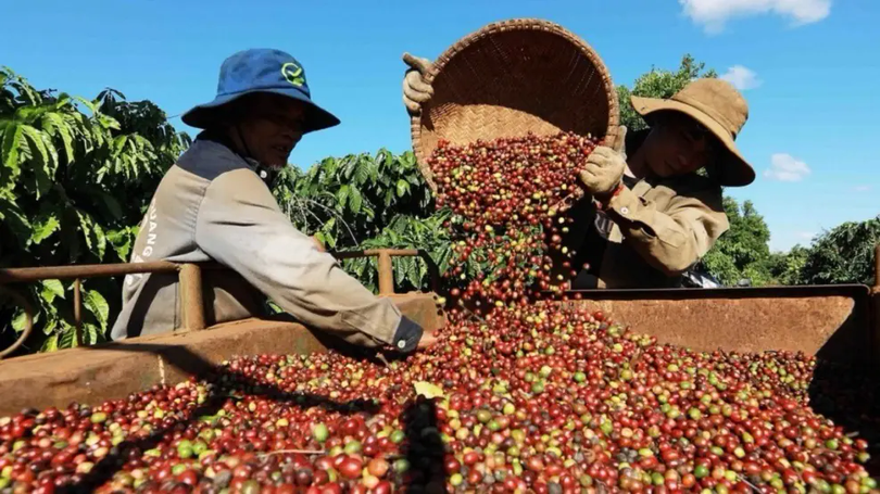 Cà phê Việt Nam lập kỷ lục xuất khẩu nhưng mất giá