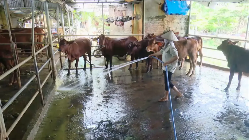 Từ khí thải thành tài nguyên - mô hình chăn nuôi tuần hoàn | Chuyển đổi xanh | 14/12/2025