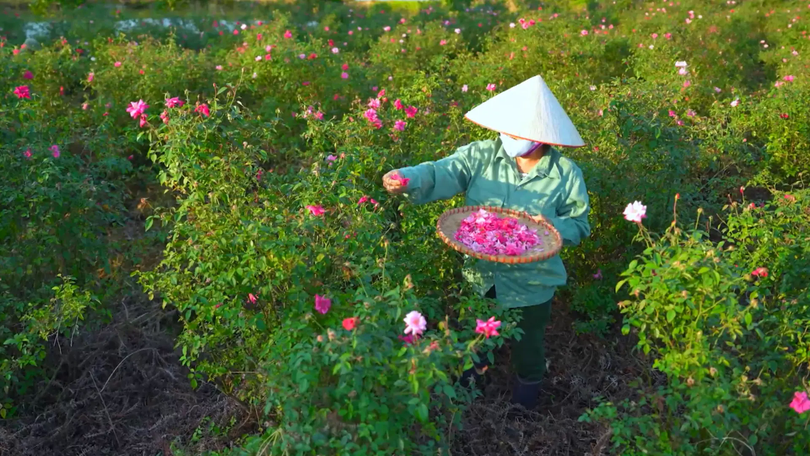 Mùa hoa dược liệu | Hà Nội đến để yêu | 02/12/2025