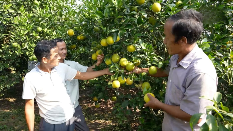 Sắc vàng vùng cam Hưng Yên | Trăm miền hội tụ | 19/12/2025
