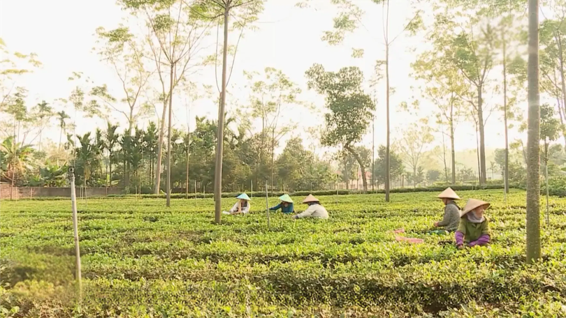 Hà Nội phát triển kinh tế vùng đồng bào dân tộc thiểu số