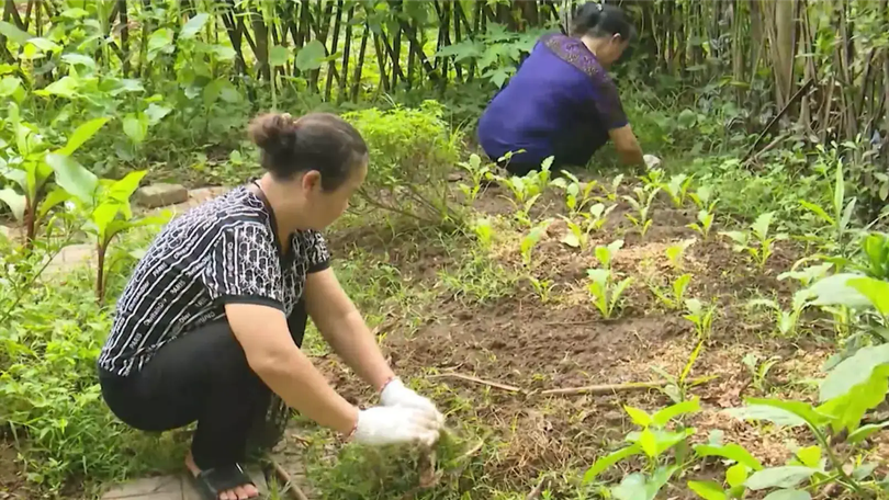 Thanh niên hành động vì môi trường | Chuyển đổi xanh | 27/12/2025