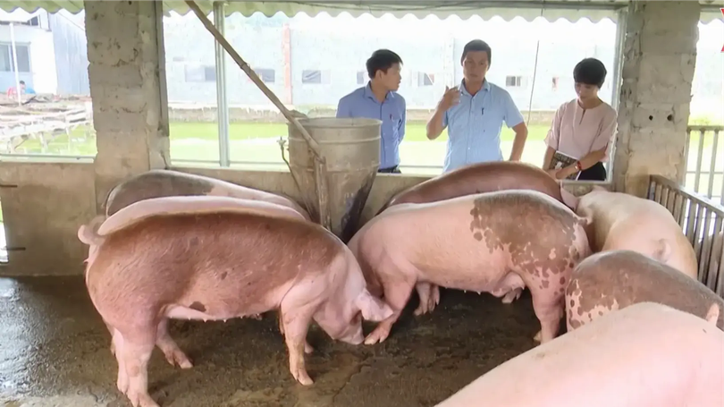 Nâng cao liên kết chuỗi giá trị trong nông nghiệp | Phóng sự | 27/12/2025