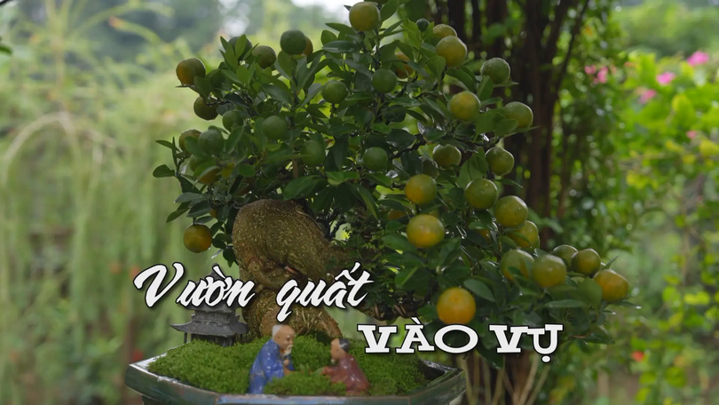 Vườn quất vào vụ | Nhịp sống Hà Nội | 29/12/2025