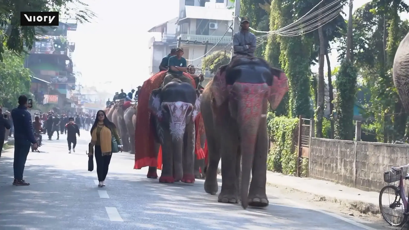 Nepal khai mạc Lễ hội Voi Chitwan lần thứ 19