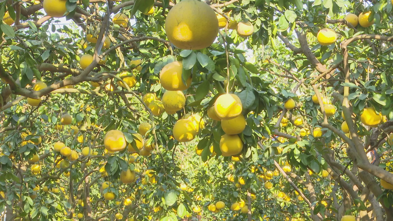Mùa bưởi Quế Dương ở Dương Hòa
