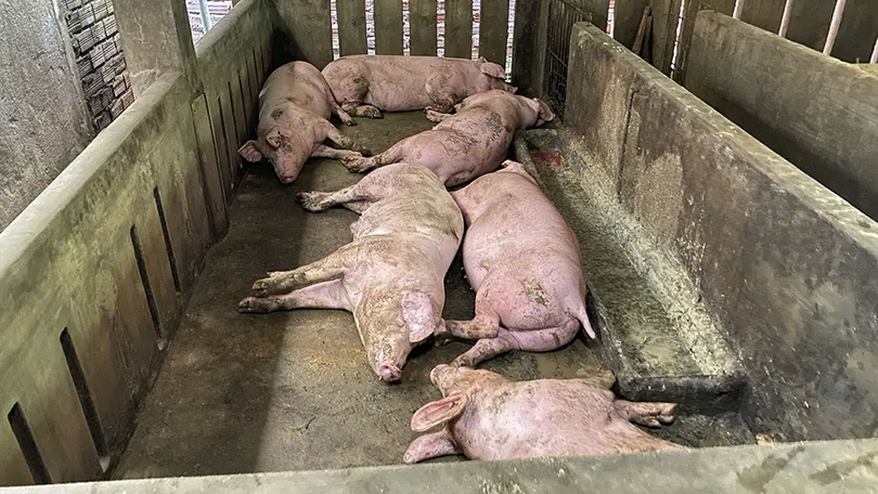 Dịch tả lợn châu Phi bùng phát ở Tây Ban Nha