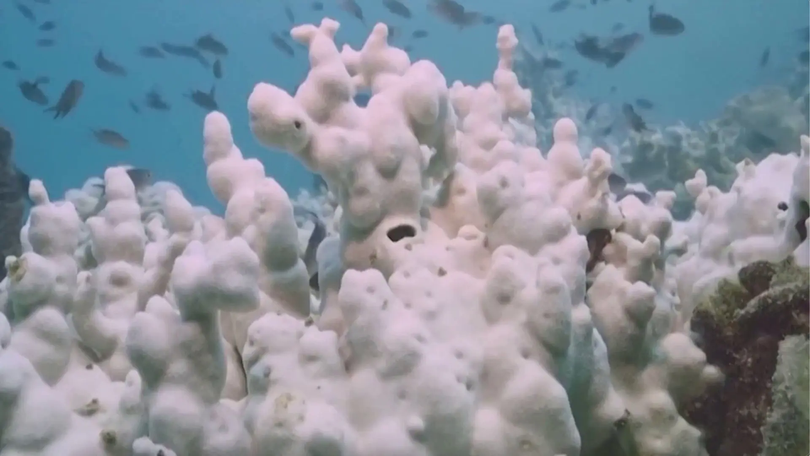 Australia phát triển robot giúp bảo tồn rạn san hô Great Barrier