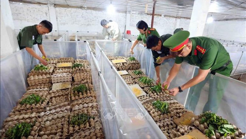 Công tác cai nghiện ma túy dần vào nề nếp