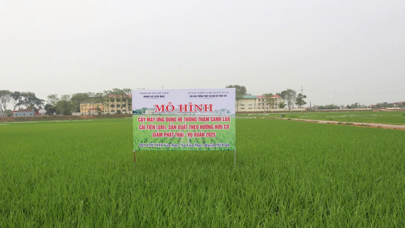 Ứng dụng SRI cải tiến nâng cao (Kết hợp cấy máy) | Phóng sự | 27/06/2025