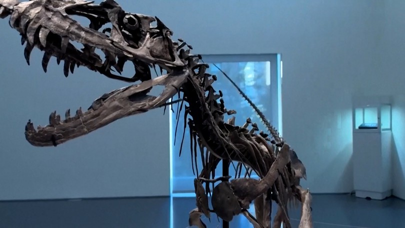 Trưng bày mẫu xương khủng long Ceratosaurus non quý hiếm