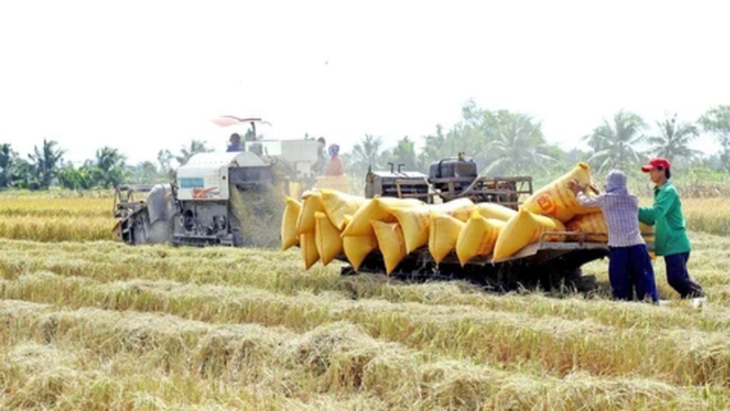 Đã giải ngân 5.200 tỷ cho đề án 1 triệu ha lúa