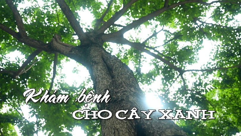 Khám bệnh cho cây xanh | Nhịp sống Hà Nội | 16/07/2025