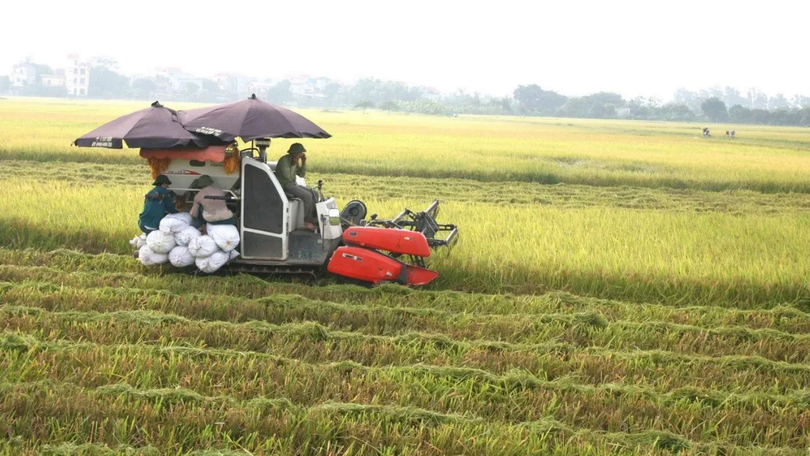 Gạo xuất khẩu áp lực về nguồn cung và biến động giá