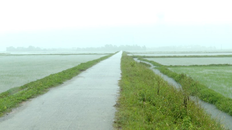 Hơn 11.000 ha lúa và hoa màu bị ngập do bão