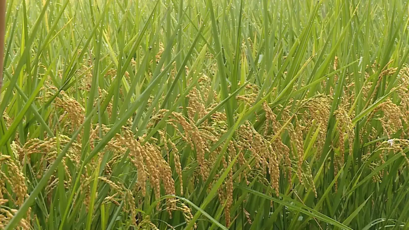 Nền tảng xanh cho nông nghiệp | Nông nghiệp nông thôn | 24/07/2025