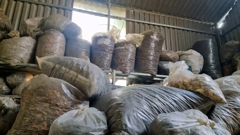 'Bí mật' thuốc nam gia truyền | Hộp thư truyền hình | 26/07/2025