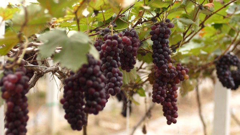 Trồng nho làm du lịch