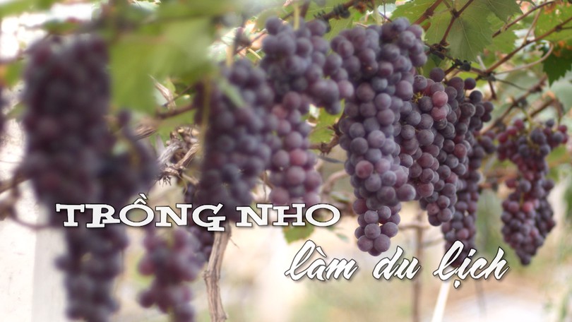 Trồng nho làm du lịch | Nhịp sống Hà Nội | 05/07/2025