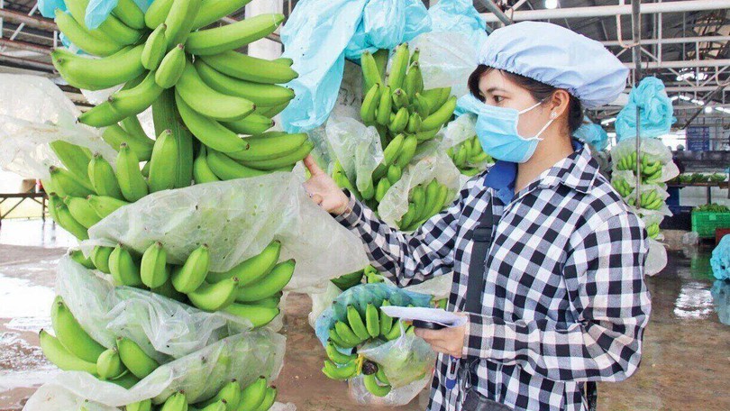 HAG kỳ vọng lãi 2.500 tỷ đồng nhờ chuối, sầu riêng