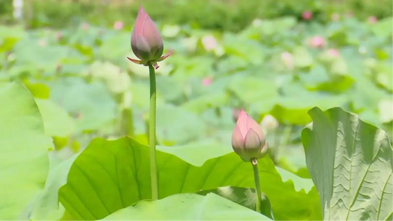 Nâng tầm giá trị cây sen ở Hà Nội | Nông nghiệp nông thôn | 31/07/2025