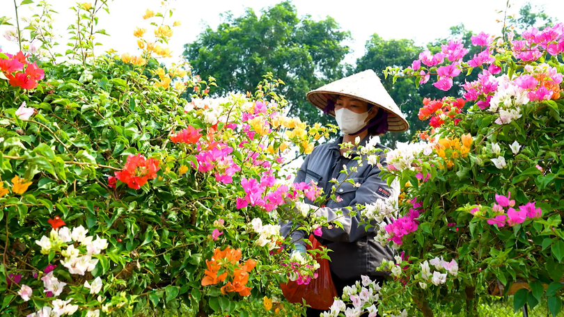 Thủ phủ hoa giấy | Hà Nội đến để yêu | 10/08/2025