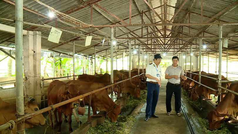 Chăn nuôi giảm phát thải - hướng đi cho tương lai xanh | Chuyển đổi xanh | 09/08/2025