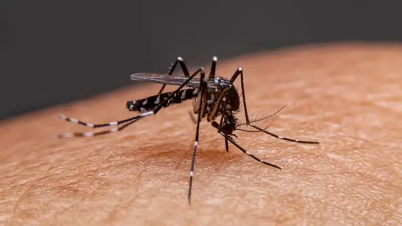 Chủ động ứng phó, ngăn chặn dịch Chikungunya