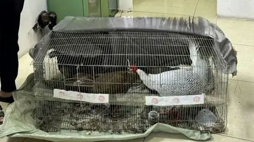 Ranh giới lý - tình trong vụ án 'gà lôi trắng'