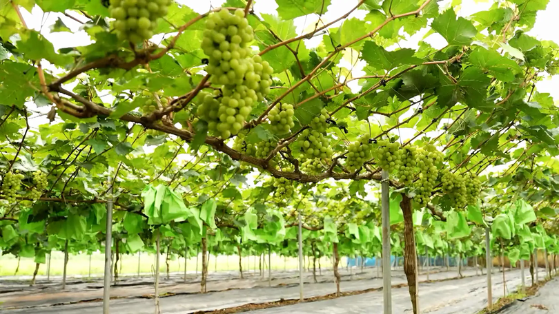 Vườn nho - Trải nghiệm ngọt lành | Hà Nội đến để yêu | 17/08/2025