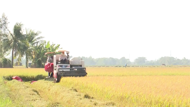 Gạo chịu áp lực giảm giá do Philippines ngưng nhập khẩu