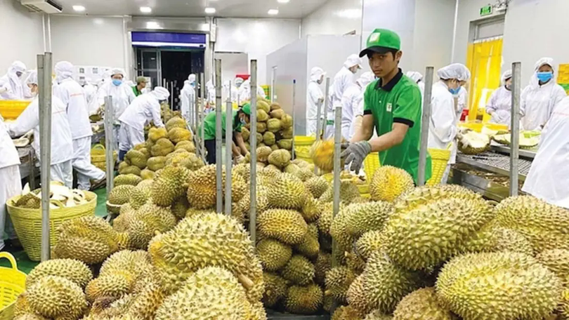 Rau quả Việt xuất sang Mỹ thu về hơn 300 triệu USD