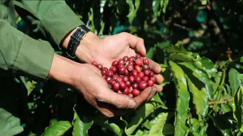 Trung Quốc mở cửa cho 183 doanh nghiệp cà phê Brazil