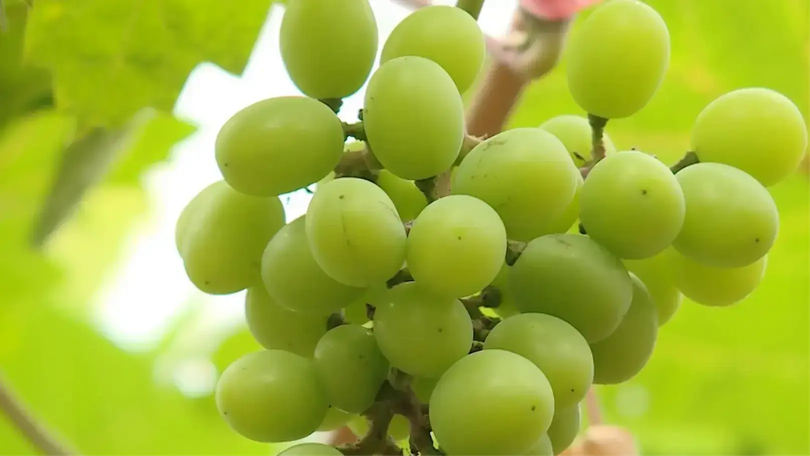 Nho sữa An Khánh | Mỗi xã một sản phẩm | 04/08/2025