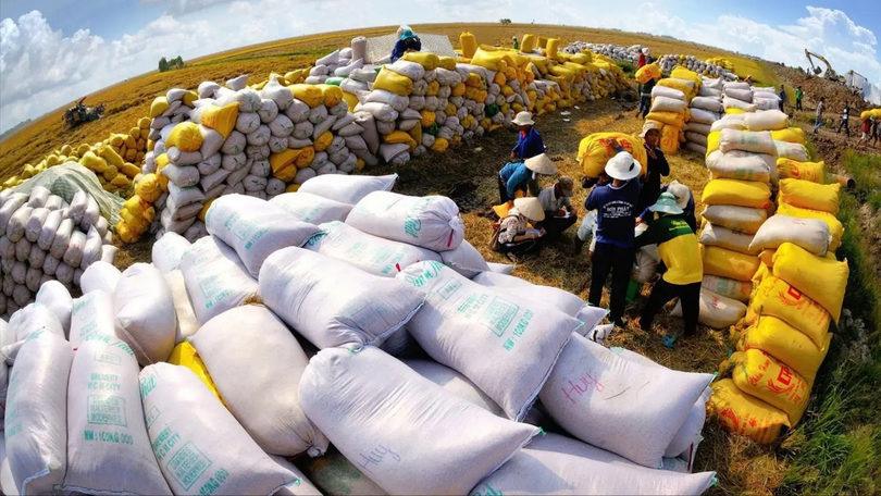 Philippines, Indonesia ngừng nhập gạo: Việt Nam không chịu tác động lớn