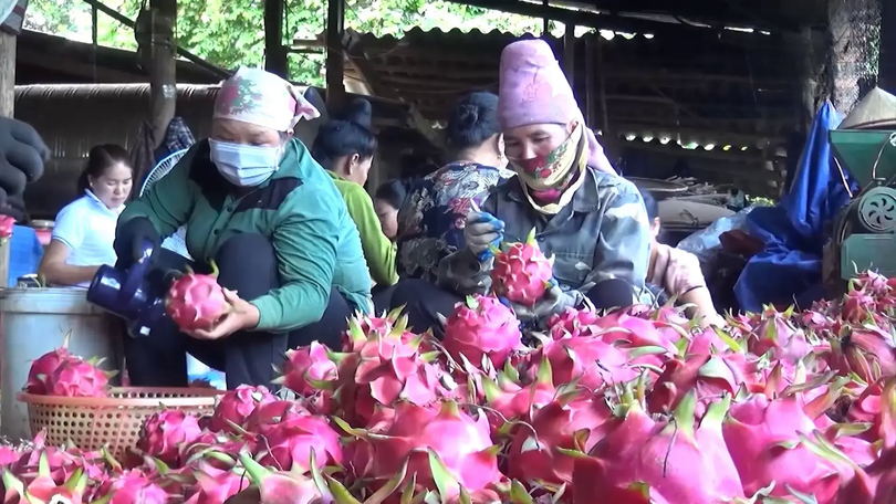 Sơn La mùa thanh long | Trăm miền hội tụ | 12/09/2025