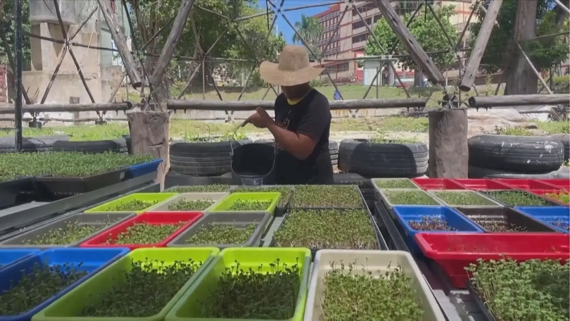 Khởi nghiệp thành công từ mô hình trồng rau mầm tại Cuba