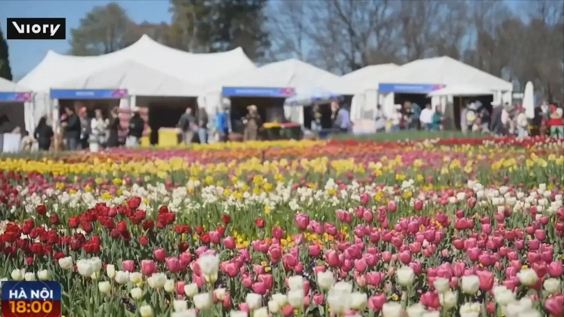 Thủ đô Australia tràn ngập không khí lễ hội hoa Tulip
