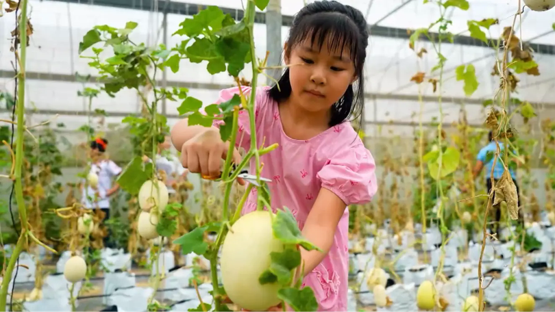 Ngày hội hái dưa | Hà Nội đến để yêu | 03/09/2025