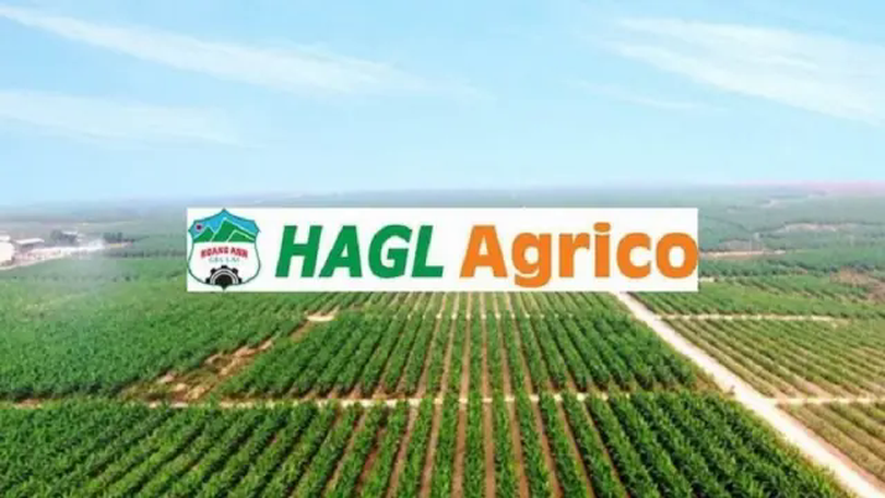 HAGL Agrico lỗ thêm 61 tỷ đồng sau soát xét bán niên