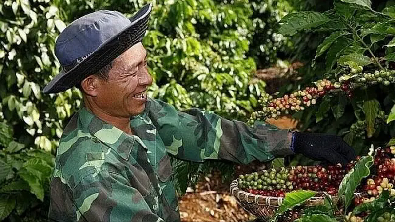 Hoàn thiện dữ liệu đáp ứng quy định chống phá rừng của EU