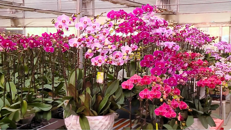 Làng hoa Hà Nội vào vụ Tết