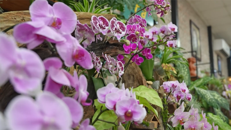Hoa lan Hồ điệp Đan Hoài - xứng danh thương hiệu Flora Việt Nam | Mỗi xã một sản phẩm | 19/01/2026