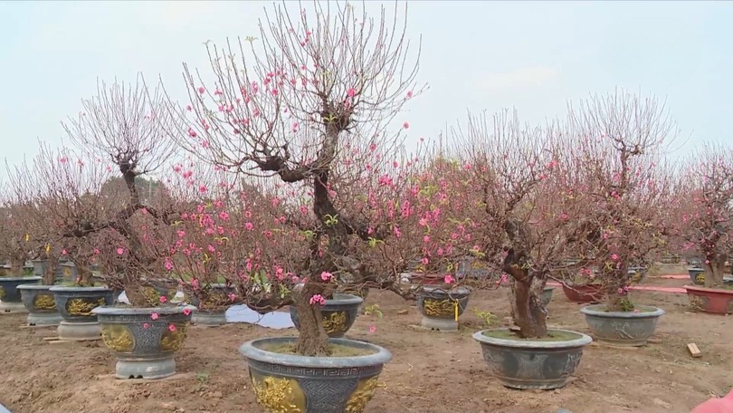 Lễ hội Đào Nhật Tân - Sắc xuân Hồng Hà