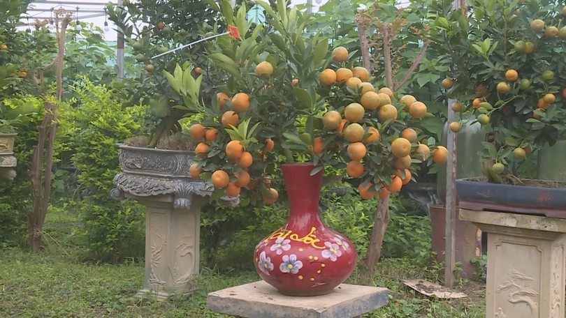 Quất cảnh Tứ Liên khoe sắc đón xuân