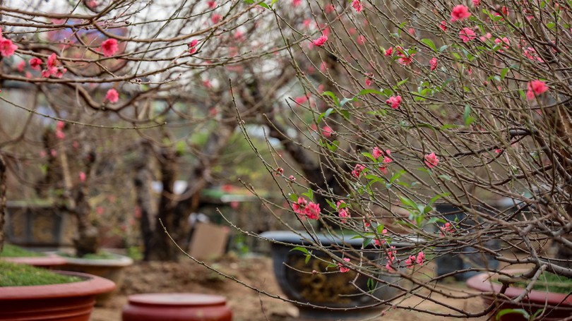 Thị trường cây cảnh Tết: Quất tăng giá, hoa đào ổn định