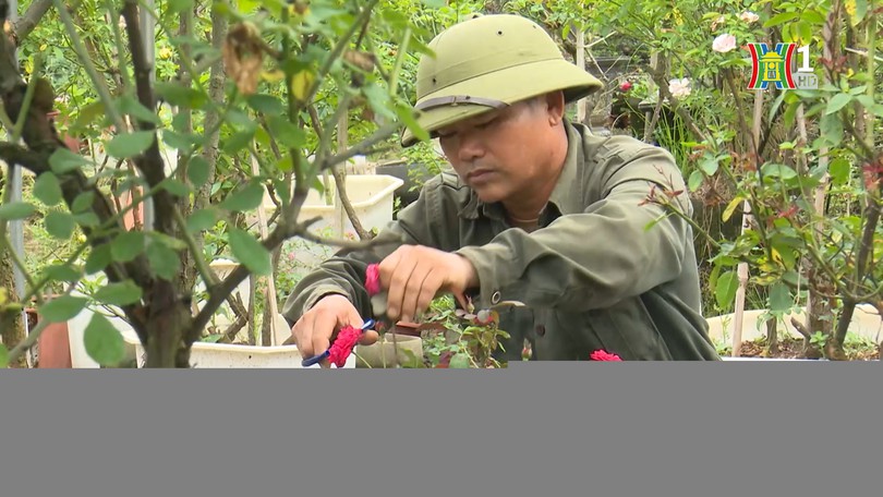 Làm giàu từ trồng hồng Bonsai ở Mê Linh | Người tốt quanh ta | 28/01/2026