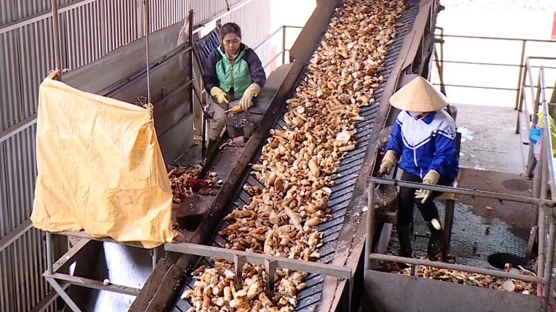 Ngành sắn đẩy mạnh chế biến sâu, giữ vững thị trường xuất khẩu